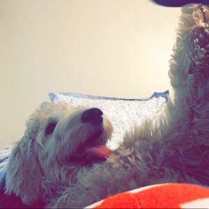 Meet your Posher, Zoey